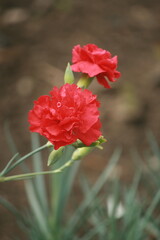 red Carnations in the garden