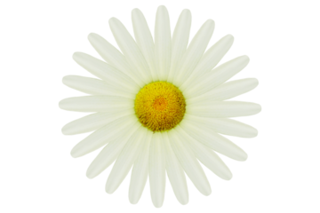 beautiful daisy white flower blooming in spring cutout on transparent background,png format        