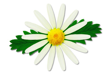 beautiful daisy white flower with leaves blooming in spring cutout on transparent background,png format        