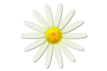 beautiful daisy white flower blooming in spring cutout on transparent background,png format        