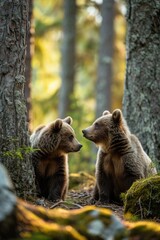 two bears in a forest setting looking at each other