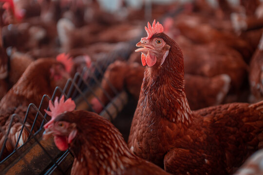 Gallinas en la granja se alimentan 