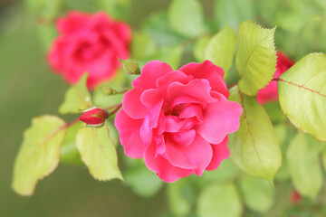 Obraz premium Pink Rose Blooming in Garden. Rose on green background. Nature background. Love concept. Close up of blooming beautiful soft pink Roses. Summer flowers. Valentine's Day. Happy birthday. Rose bush