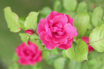 Pink Rose Blooming in Garden. Rose on green background. Nature background. Love concept. Close up of blooming beautiful soft pink Roses. Summer flowers. Valentine's Day. Happy birthday. Rose bush