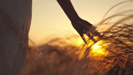Hand strokes ears of grain in field. Woman walking through field in search of locations for photos strokes young ears of grain at sunset. Woman returning home from picnic on field strokes grass stems