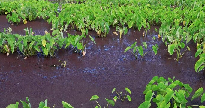 Taro plants in flooded field for poi Kauai Hawaii. Food staple for and part of Hawaiian culture. Coastal road around the beaches and plantations of the island. Rivers enter lagoons and Pacific Ocean.