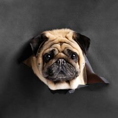 Funny portrait of a purebred pug on a black background.