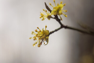 The first buds and leaves of a shrub in the spring rain with raindrops in Siebenbrunn, the smallest district of the Fugger city of Augsburg