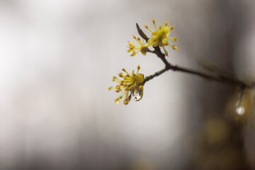 The first buds and leaves of a shrub in the spring rain with raindrops in Siebenbrunn, the smallest...