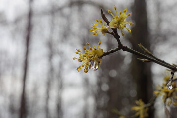 The first buds and leaves of a shrub in the spring rain with raindrops in Siebenbrunn, the smallest...