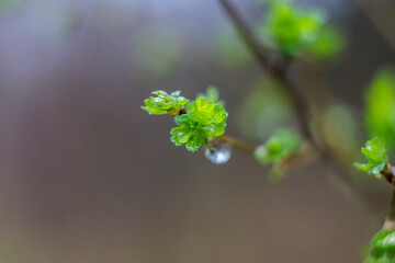 The first buds and leaves of a shrub in the spring rain with raindrops in Siebenbrunn, the smallest district of the Fugger city of Augsburg