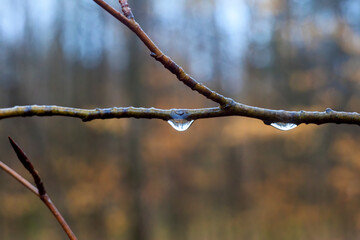 The first buds and leaves of a shrub in the spring rain with raindrops in Siebenbrunn, the smallest...