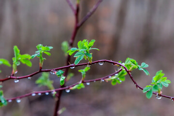 The first leaves of a wild rose in the spring rain in Siebenbrunn, the smallest district of the...