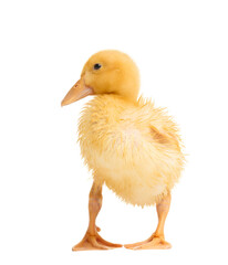 Funny wet duckling stands on a white background