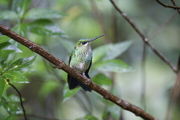 Colibrí