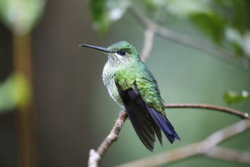 Colibrí