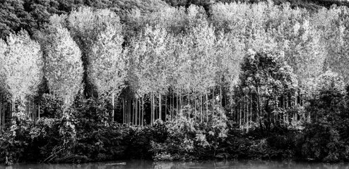 Fototapeta na wymiar Line of tall trees along the Rhone river