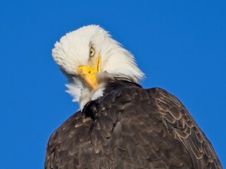 Bald Eagle perched on the fishing pier pole in Sidney BC