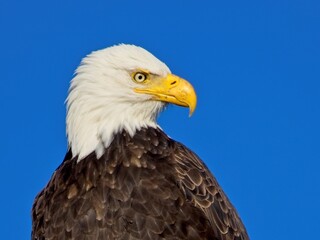 Bald Eagle perched on the fishing pier pole in Sidney BC