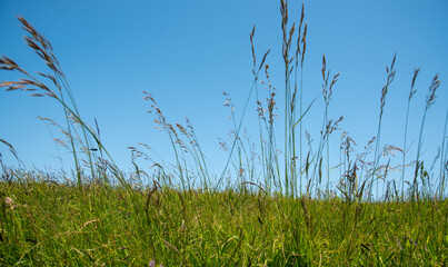 Nature landscape background with green plants and blue sky