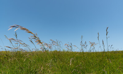 Nature landscape background with green plants and blue sky