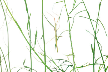 Green blades of grass with a stick insect on white