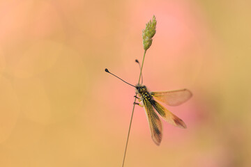 Delicate insect on a plant against soft pink background
