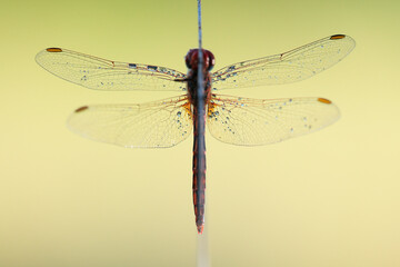 Symmetrical dragonfly on a clear background
