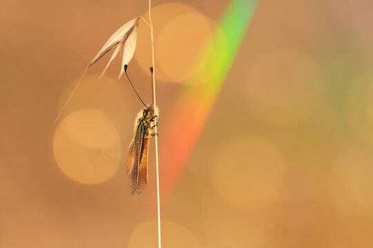 Enchanting mayfly perched gracefully on a plant stem