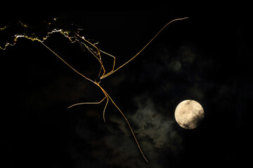 A skull spider casts an eerie silhouette against a moonlit sky, its elongated limbs poised delicately on a moss-covered branch