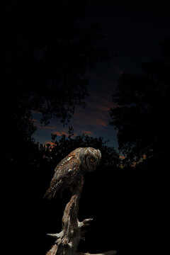 A solitary European scops owl perches on a gnarled branch against a dark twilight sky with plumage blending with the tree's bark