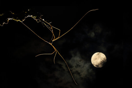 A skull spider casts an eerie silhouette against a moonlit sky, its elongated limbs poised delicately on a moss-covered branch