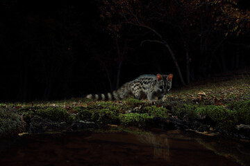A genet cautiously approaches the edge of a waterbody at night, its reflection subtle in the still water amidst the dark forest