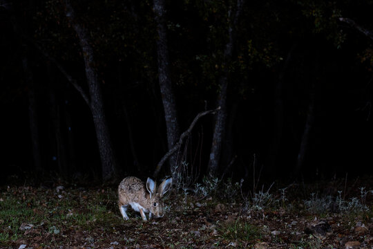 A mountain hare caught in a nocturnal setting, its large eyes and ears alert as it grazes in a forest clearing