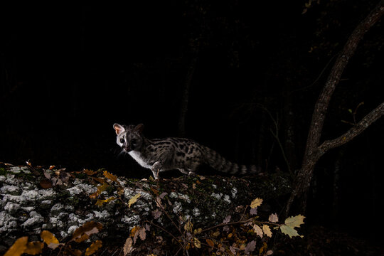 Genet illuminated by a spotlight as it stands on a moss-covered log in a dark forest at night