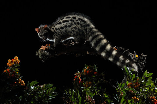 A genet navigates a fruit-laden branch beautifully contrasted against a pitch-black background