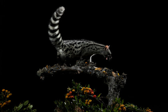 A genet with raised tail stands atop a lichen-covered branch framed by the dark night and vibrant berries