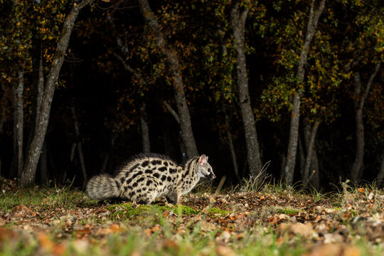 Genet in a forest clearing illuminated by a beam of light with autumn leaves scattered around