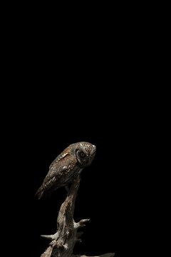 An owl perches solemnly on a gnarled branch against a moody sky with a full moon looming overhead