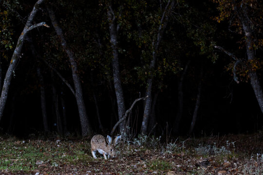 A mountain hare caught in a nocturnal setting, its large eyes and ears alert as it grazes in a forest clearing