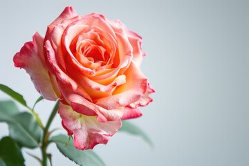 rose flower on white background isolated background