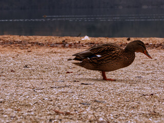 A duck at the lake of Levico Terme.