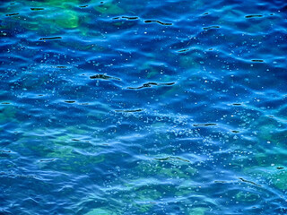 Shades of blue in the sea, jellyfish and algae - obrazy, fototapety, plakaty