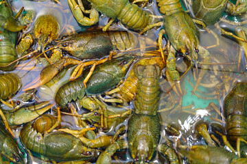 Live crawfish crawl in the water