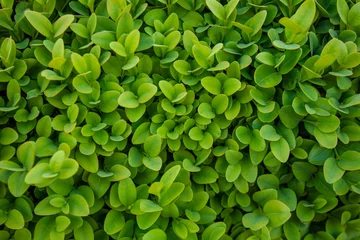 Foto op Aluminium Fresh green buxus (Buxus sempervirens) leaves background. Close-up of evergreen bush boxwood in the nature. Concept: Greenery, natural pattern, nature texture. © Albina