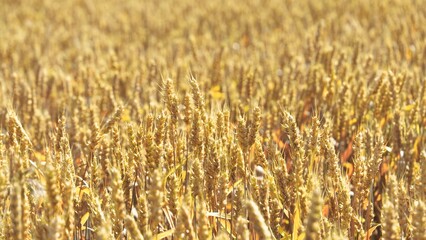 Vast field of wheat stretches boundlessly under summer sunlight in agricultural field. Ripe wheat sways in light breeze creating picturesque rural scene. Golden wheat accented by sunshine closeup