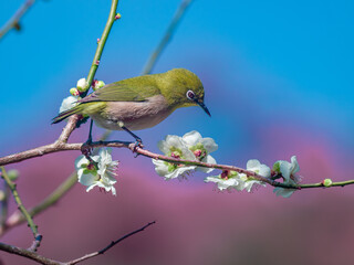 花が咲いた梅の木にとまる野鳥、メジロ