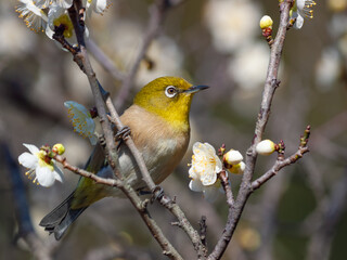花が咲いた梅の木にとまる野鳥、メジロ