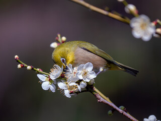 花が咲いた梅の木にとまる野鳥、メジロ