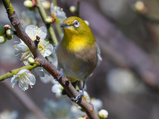 花が咲いた梅の木にとまる野鳥、メジロ